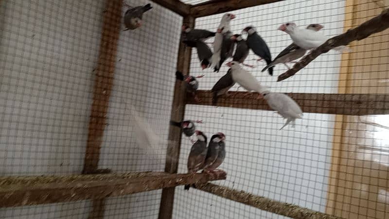 Jambo size mazboot cages available. . . java birds also available 3