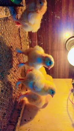 golden heavy buff chicks