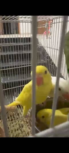 yellow baby
