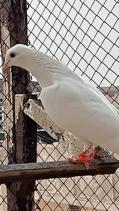 pegions low fly chatri Waly all healthy and active breeder