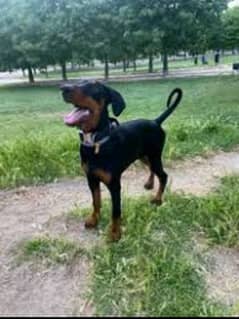 doberman