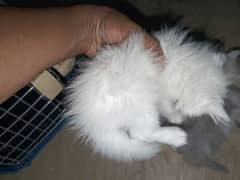 Persian Tripple Coat kittens