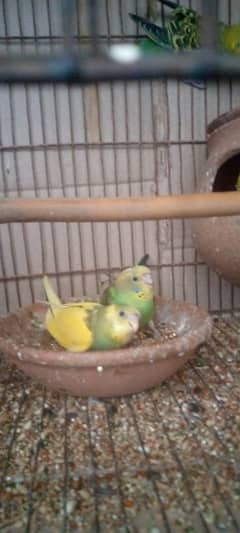 stalion parrot for sale