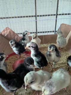 Indian thigh aseel chicks available