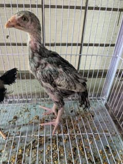 Indian thigh aseel chicks available