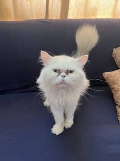 male cat for sale
