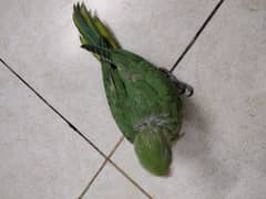 Green Ringneck Parrot Chick