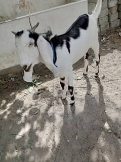 good condition full ok 03252321456