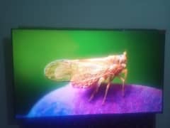 TCL
