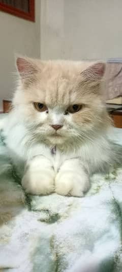Persian cat male and female for adoption