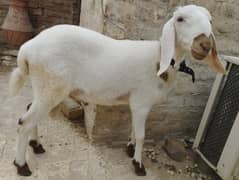 Dumba 35000