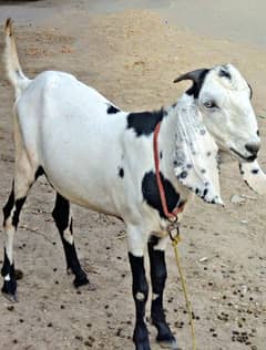 2 Desi bakray available for urgent sale