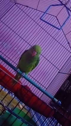 ringneck baby parrot