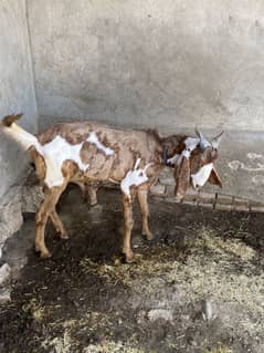 bakra for sale qurbani k lye Tayar