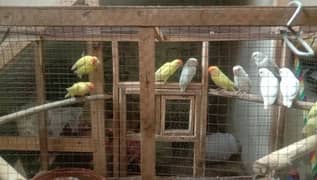 lovebirds albino red eye cremion decino