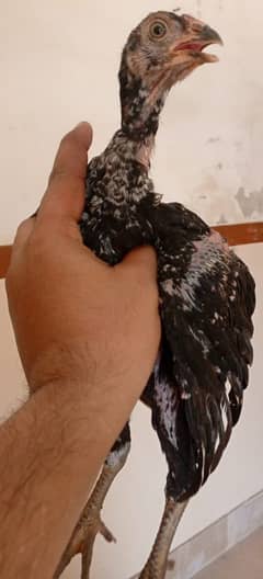 Aseel اصیل