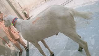 03007254630=2dant korbani wala bakra sale rajin porya