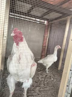 Aseel Heera Eggs, Chick, Incubator for sale