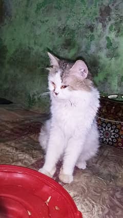 cat for sale
