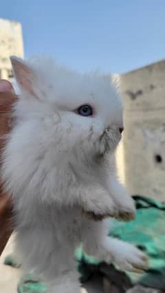 Teddy bear dwarf/ Holland loop