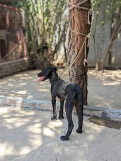 Labrador