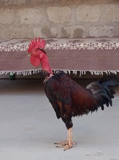 2 Desi Murgha 2800