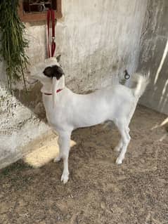 Gulabi cross and pure barbara bakra for sale