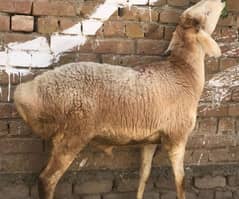 3 Dummbe For Sele Qurbani ke liye weight 72kg one Pace Urgent sale