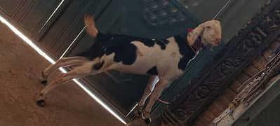 goat male abluk 2dant MASHALLAH healthy and active 45500fainl