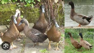 khaki campbel ducks chiks