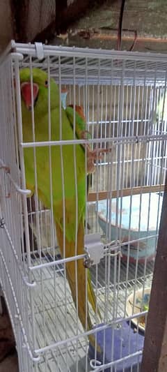 ringneck