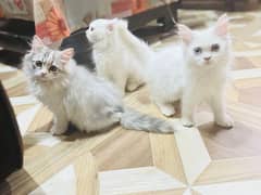 4 persian femail kitty for sale