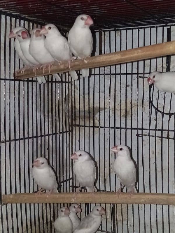Love Birds & Whita Java Home Breed 2