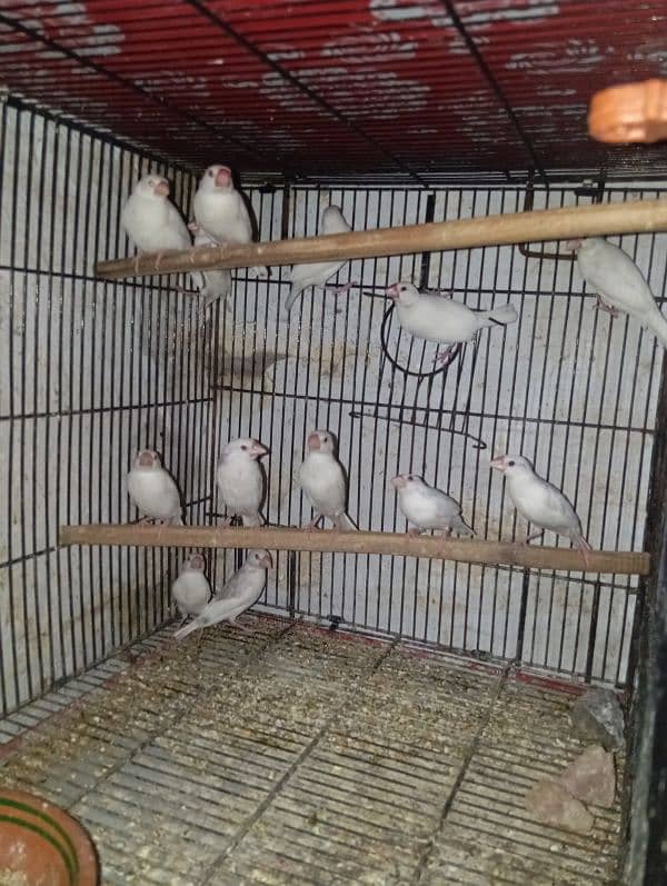 Love Birds & Whita Java Home Breed 17