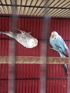 Budgies pair and Love bird looking for new shelter