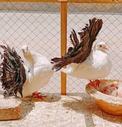 Breeder pair black tail with 2 chicks and cage