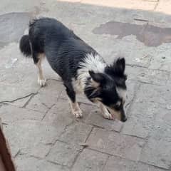 dogs