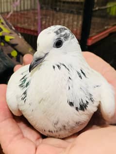 Paintiya walay Sialkoti Pigeon Pair