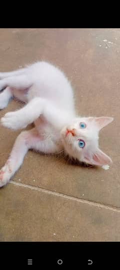 2months White Persian kitten for sale