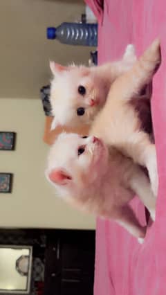 Persoan Kittens for sale