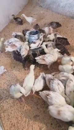 peacocks chicks || eggs for sale