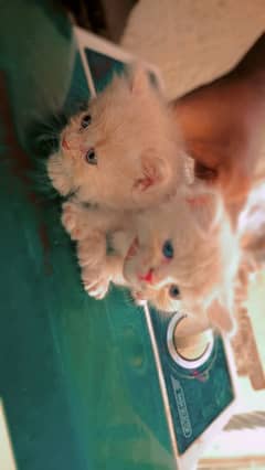 kittens male