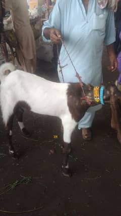 bakra