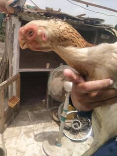 shershah Bakra pari Karachi