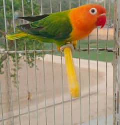 All Variety of Birds Available 03051141169