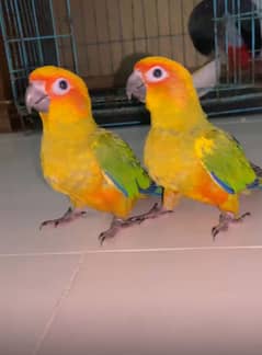 sunconure chicks