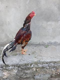 Pure Mianwali Aseel
