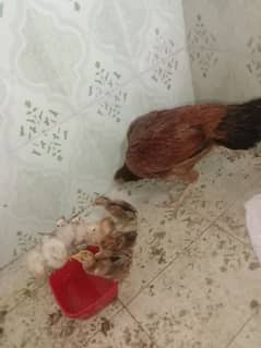 aseel murgi ka Sath 8 pure aseel bachi