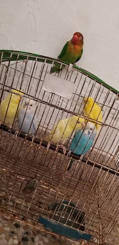 red eyes and blue pair