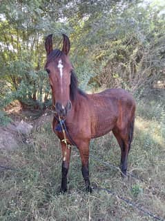 horse for sale